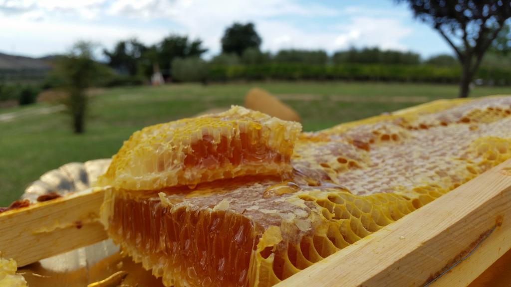 I Sicomori - Seme Di Carota - Glamping E Appartamenti Con Piscina A ซาตูร์เนีย ภายนอก รูปภาพ